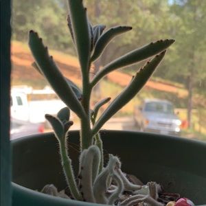 Meet your Posher, Shaylen